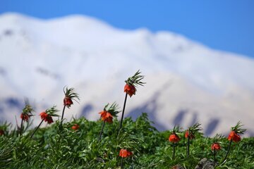 Iran: les tulipes inversées habillent les montagnes d’Ourmia