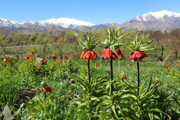 Iran: les tulipes inversées habillent les montagnes d’Ourmia