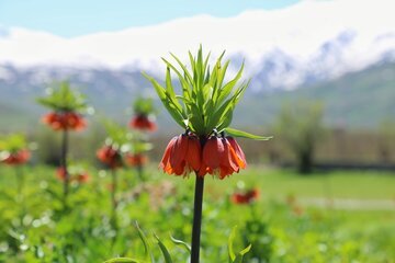 Iran: les tulipes inversées habillent les montagnes d’Ourmia