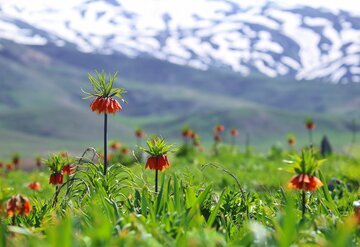 Iran: les tulipes inversées habillent les montagnes d’Ourmia