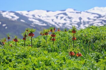 Iran: les tulipes inversées habillent les montagnes d’Ourmia