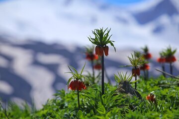 Iran: les tulipes inversées habillent les montagnes d’Ourmia