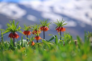 Iran: les tulipes inversées habillent les montagnes d’Ourmia