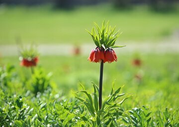 Iran: les tulipes inversées habillent les montagnes d’Ourmia