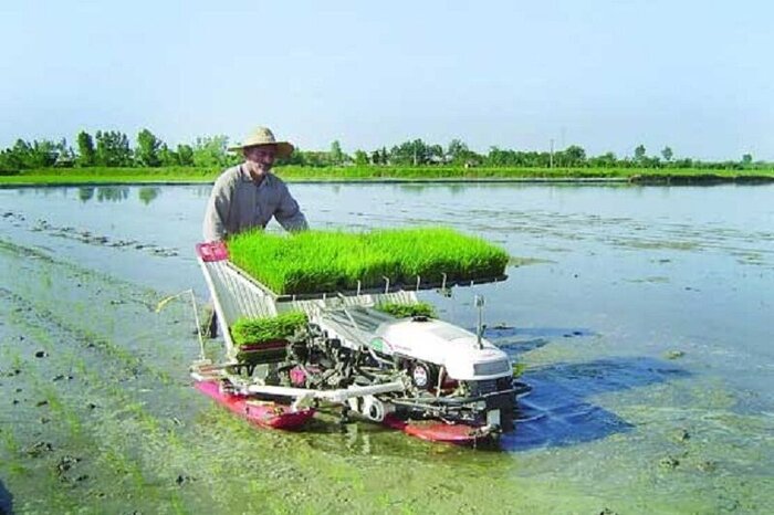 کشاورزان مازندران از انجام نشاکاری زودهنگام برنج، خودداری کنند