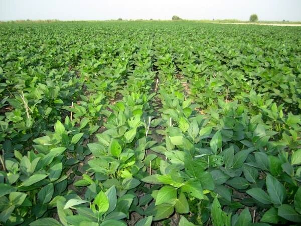 مدیر جهاد کشاورزی بیلهسوار: قیمت خرید تضمینی سویا ۴۳۰ هزار ریال اعلام شد