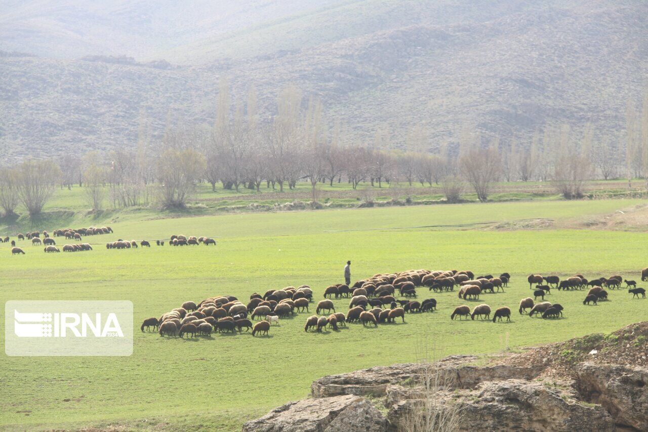 خشکسالی حضور غیرمجاز دامداران را در مراتع خراسان شمالی افزایش داد 