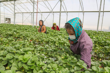 توت‌فرنگی گلخانه روستای كال عليای مريوان