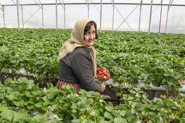 توت‌فرنگی گلخانه روستای كال عليای مريوان