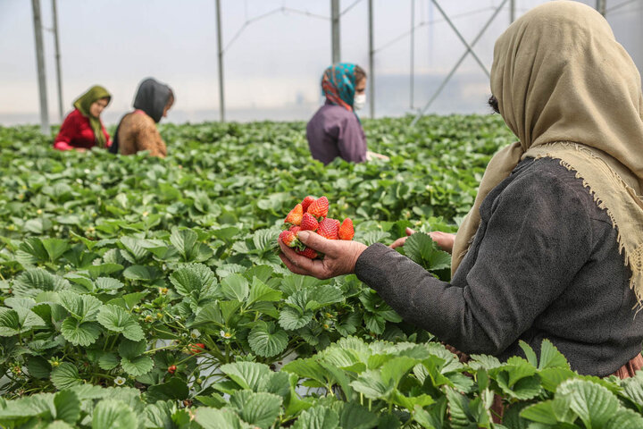 توسعه گلخانه‌ها گامی بلند برای رشد بهره‌وری و اشتغال در آذربایجان‌غربی