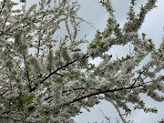 ایرانی صوبے اردبیل میں موسم بہار میں درختوں کے پھول دینے کی خوبصورتیاں
