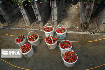 Invernadero para la producción de fresas en la aldea de Kal-e Olya, Marivan
