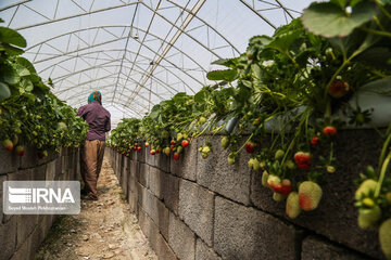 Invernadero para la producción de fresas en la aldea de Kal-e Olya, Marivan
