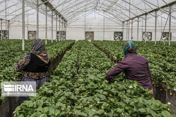 Invernadero para la producción de fresas en la aldea de Kal-e Olya, Marivan
