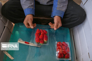 Invernadero para la producción de fresas en la aldea de Kal-e Olya, Marivan
