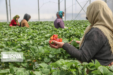 La culture de la fraise sous serre dans la province du Kurdistan