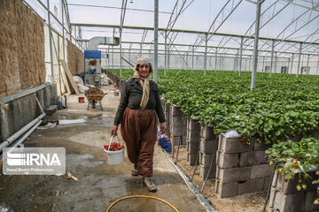 La culture de la fraise sous serre dans la province du Kurdistan