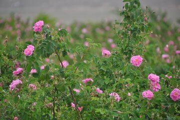 ۱۶ هزار شاخه گل محمدی بین کشاورزان چالدرانی توزیع شد