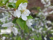 La beauté printanière des jardins de Khalkhal