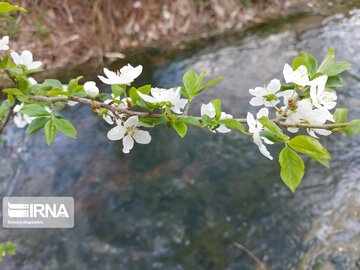 Colorful blossoms in Khalkhal; Ardebil Province northwestern Iran