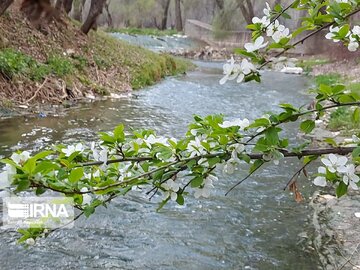 Colorful blossoms in Khalkhal; Ardebil Province northwestern Iran