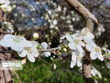 Colorful blossoms in Khalkhal; Ardebil Province northwestern Iran