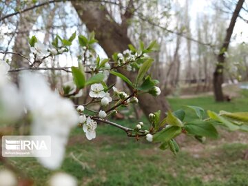 Colorful blossoms in Khalkhal; Ardebil Province northwestern Iran