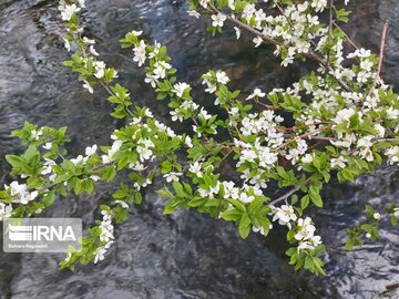 Colorful blossoms in Khalkhal; Ardebil Province northwestern Iran