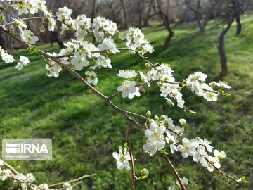 Colorful blossoms in Khalkhal; Ardebil Province northwestern Iran