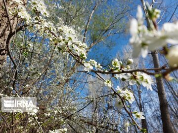 Colorful blossoms in Khalkhal; Ardebil Province northwestern Iran