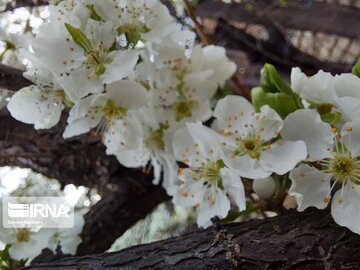 Colorful blossoms in Khalkhal; Ardebil Province northwestern Iran