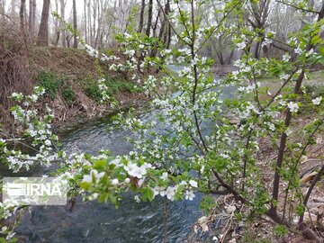 Colorful blossoms in Khalkhal; Ardebil Province northwestern Iran