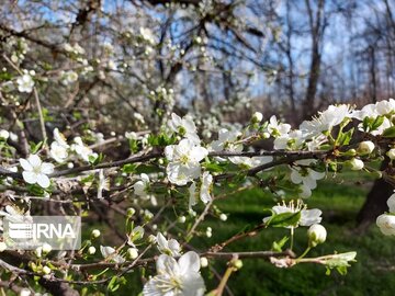 Colorful blossoms in Khalkhal; Ardebil Province northwestern Iran