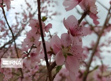 Colorful blossoms in Khalkhal; Ardebil Province northwestern Iran