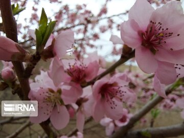 Colorful blossoms in Khalkhal; Ardebil Province northwestern Iran