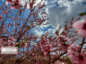 Colorful blossoms in Khalkhal; Ardebil Province northwestern Iran