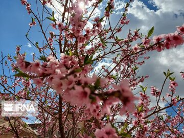 Colorful blossoms in Khalkhal; Ardebil Province northwestern Iran