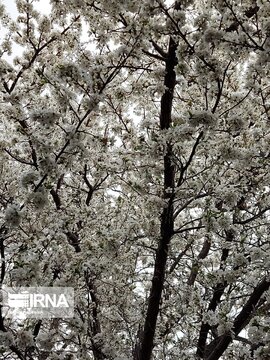 Colorful blossoms in Khalkhal; Ardebil Province northwestern Iran