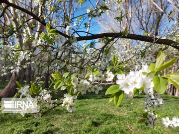 Colorful blossoms in Khalkhal; Ardebil Province northwestern Iran