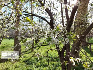 Colorful blossoms in Khalkhal; Ardebil Province northwestern Iran