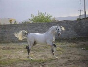 "اسب" کردستان به برزیل و هندوستان رسید