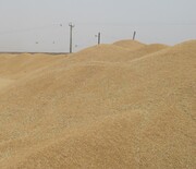 بیش از ۹۷هزار تن گندم و کلزا در خوزستان به صورت تضمینی خریداری شد