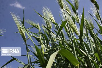 افزایش ۱۱۲ هزار تنی تولید گندم استان مرکزی فصلی ماندگار