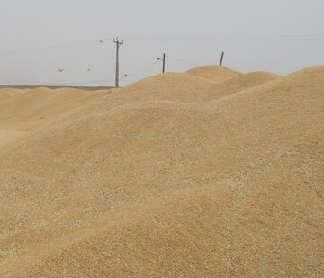 بیش از ۹۷هزار تن گندم و کلزا در خوزستان به صورت تضمینی خریداری شد