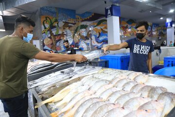 فروش انواع ماهی در بازار ماهی فروشان بندرعباس