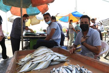 فروش انواع ماهی در بازار ماهی فروشان بندرعباس