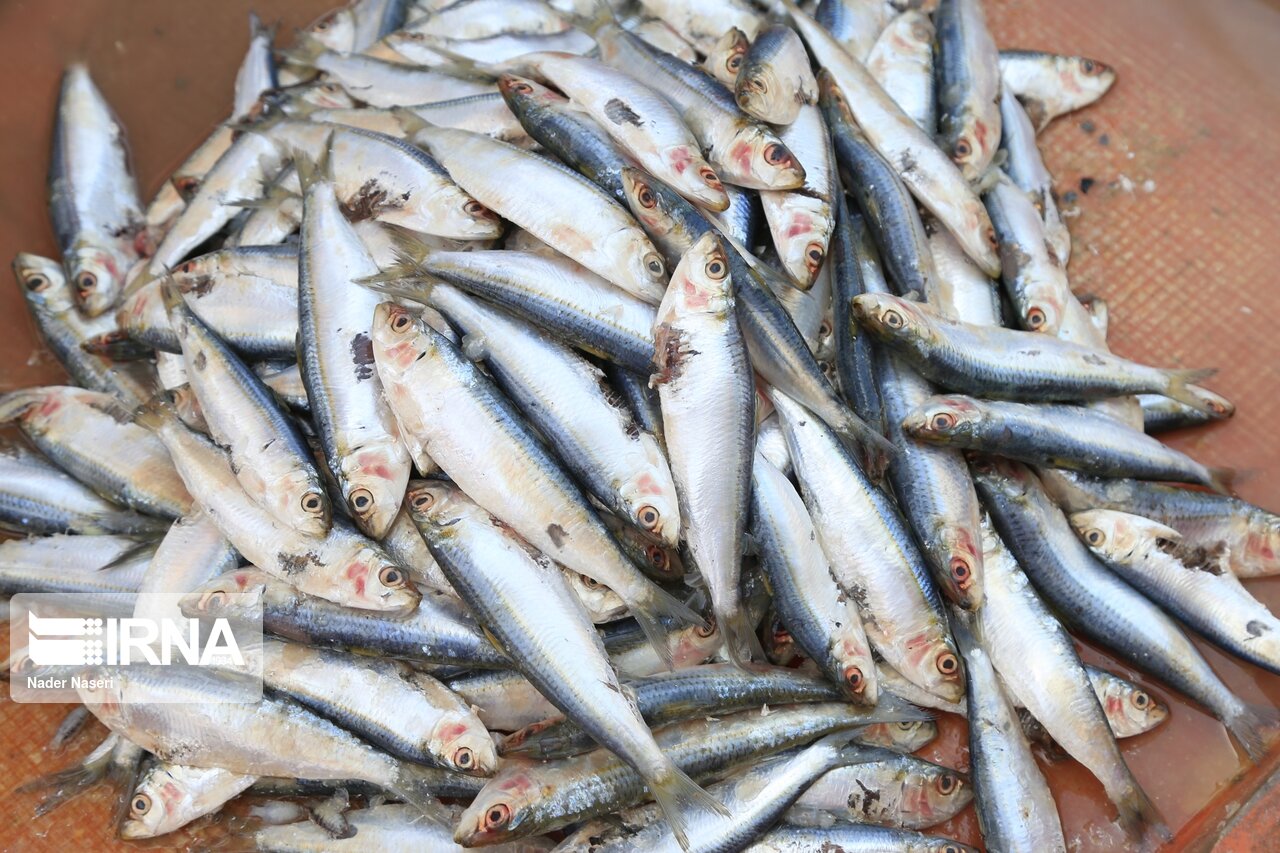 صید ماهی حلوا سفید در صیدگاه‌های خوزستان آزاد شد