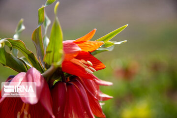 Iran: les tulipes renversées enjolivent les montagnes de Koohrang