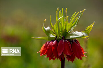 Iran: les tulipes renversées enjolivent les montagnes de Koohrang