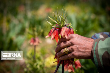 Iran: les tulipes renversées enjolivent les montagnes de Koohrang